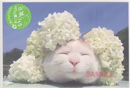 Ae15 527 かご猫シロ ポストカード 白い花 グリーティングカード専門店 あいさつや